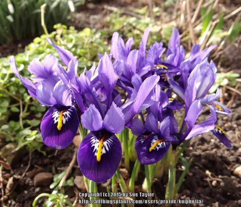 Photo of Reticulated Iris (Iris reticulata 'Pixie.') uploaded by kniphofia