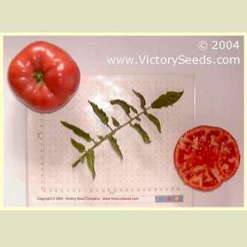 Photo of Tomato (Solanum lycopersicum 'Mortgage Lifter') uploaded by MikeD