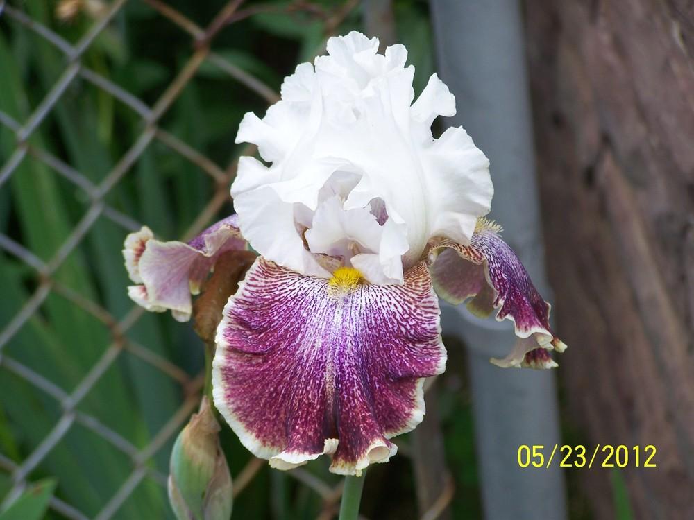 Photo of Tall Bearded Iris (Iris 'Looky Loo') uploaded by Misawa77