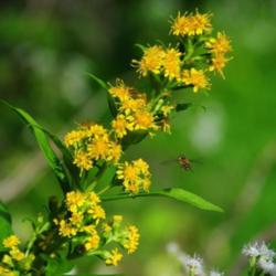 Location: Goldenrod and white snakeroot
Credit NPS