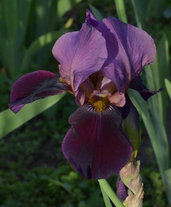 Photo of Tall Bearded Iris (Iris 'Cameroun') uploaded by brettbarney73