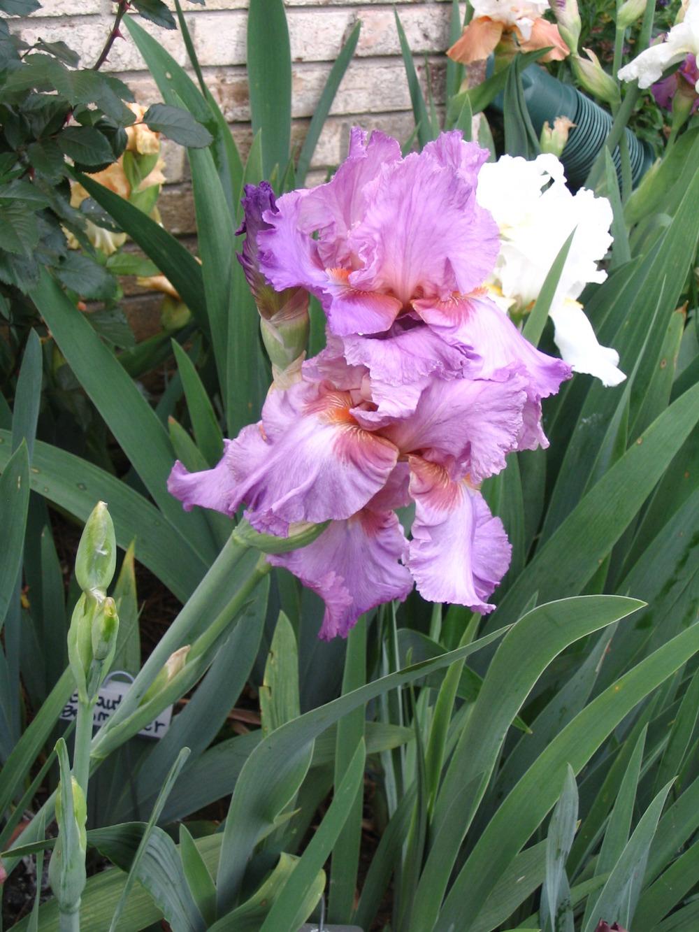 Photo of Tall Bearded Iris (Iris 'Persian Berry') uploaded by janielouy