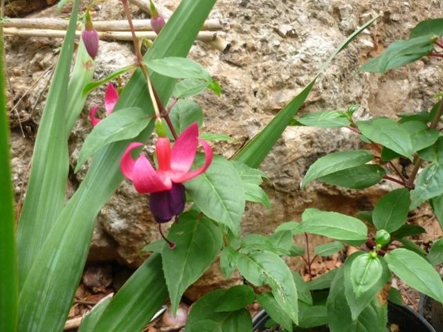 Photo of Lady's Eardrops (Fuchsia 'Breevis Atalanta') uploaded by Cvenol
