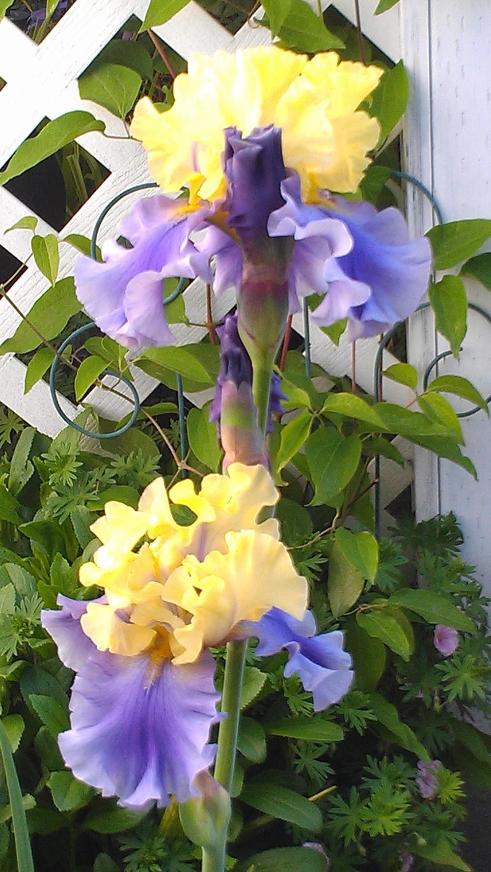 Photo of Tall Bearded Iris (Iris 'Edith Wolford') uploaded by Irislady