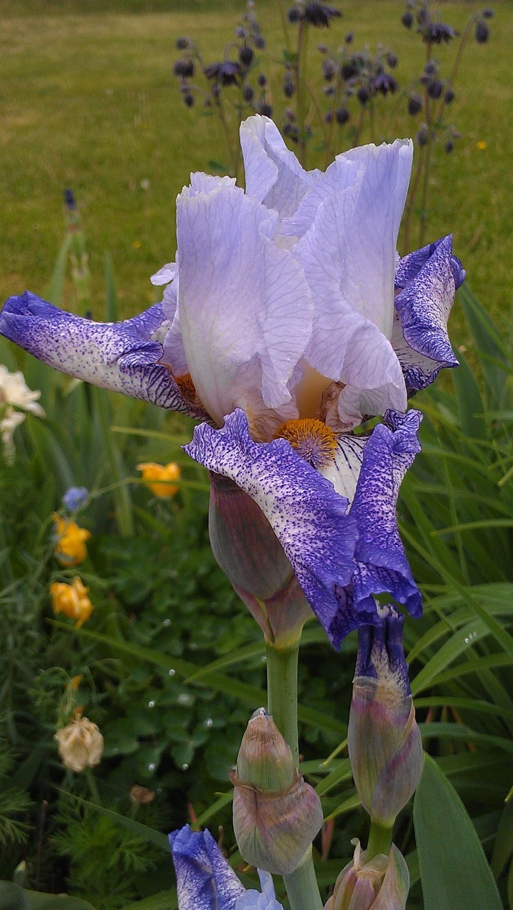 Photo of Tall Bearded Iris (Iris 'Everything Plus') uploaded by Irislady
