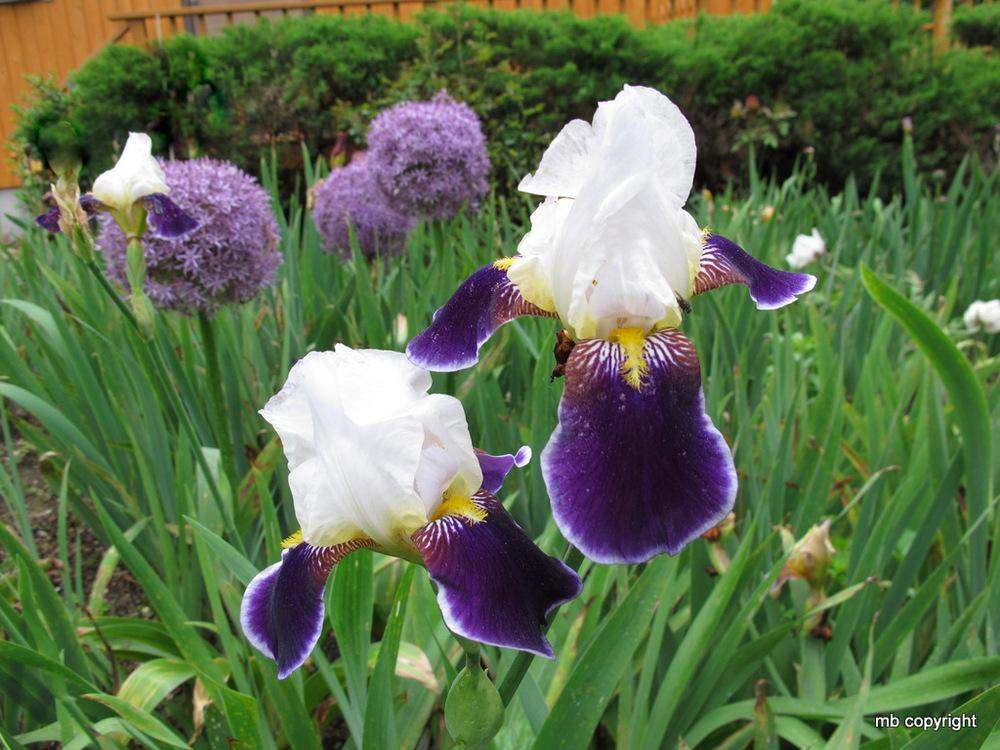 Photo of Tall Bearded Iris (Iris 'Wabash') uploaded by MargieNY