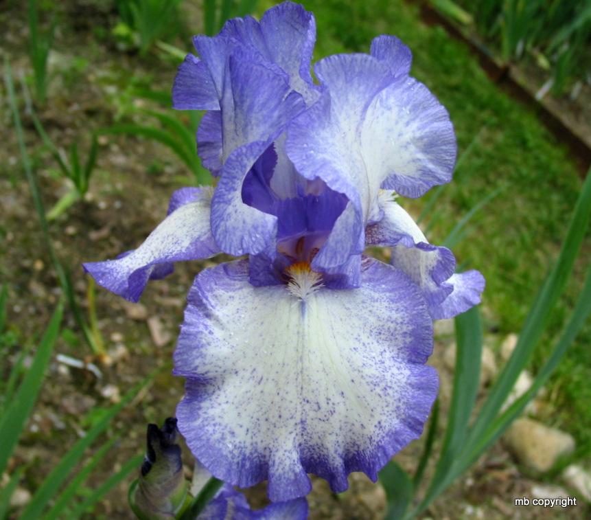 Photo of Tall Bearded Iris (Iris 'Zany') uploaded by MargieNY