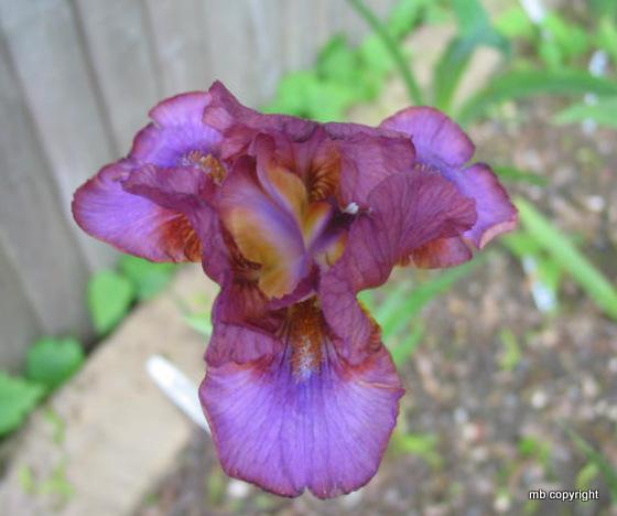 Photo of Intermediate Bearded Iris (Iris 'Wrangler') uploaded by MargieNY
