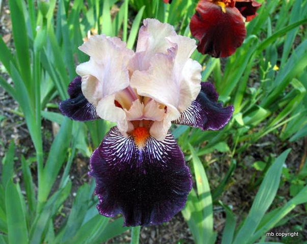 Photo of Tall Bearded Iris (Iris 'Wench') uploaded by MargieNY