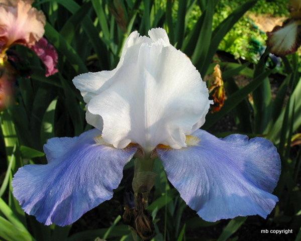 Photo of Tall Bearded Iris (Iris 'Whole Cloth') uploaded by MargieNY