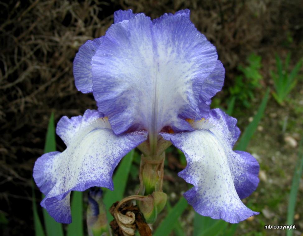 Photo of Tall Bearded Iris (Iris 'Zany') uploaded by MargieNY