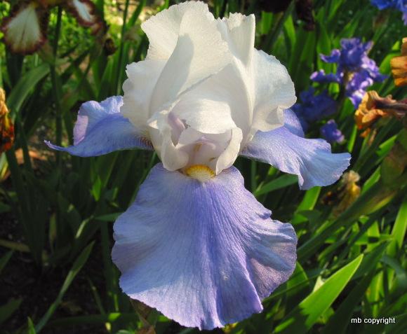 Photo of Tall Bearded Iris (Iris 'Whole Cloth') uploaded by MargieNY
