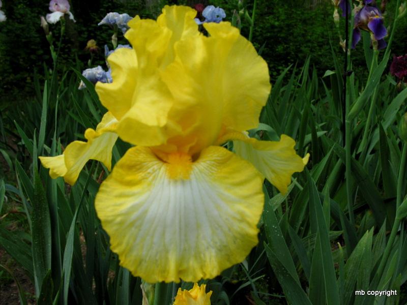 Photo of Tall Bearded Iris (Iris 'Wedding Dance') uploaded by MargieNY