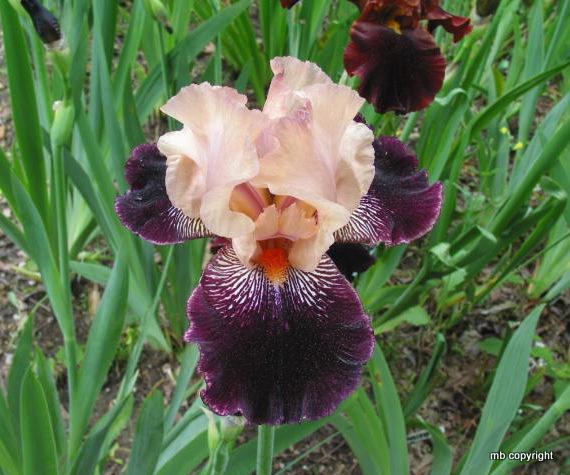 Photo of Tall Bearded Iris (Iris 'Wench') uploaded by MargieNY
