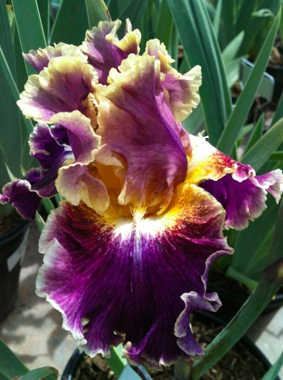 Photo of Tall Bearded Iris (Iris 'Montmartre') uploaded by Moiris