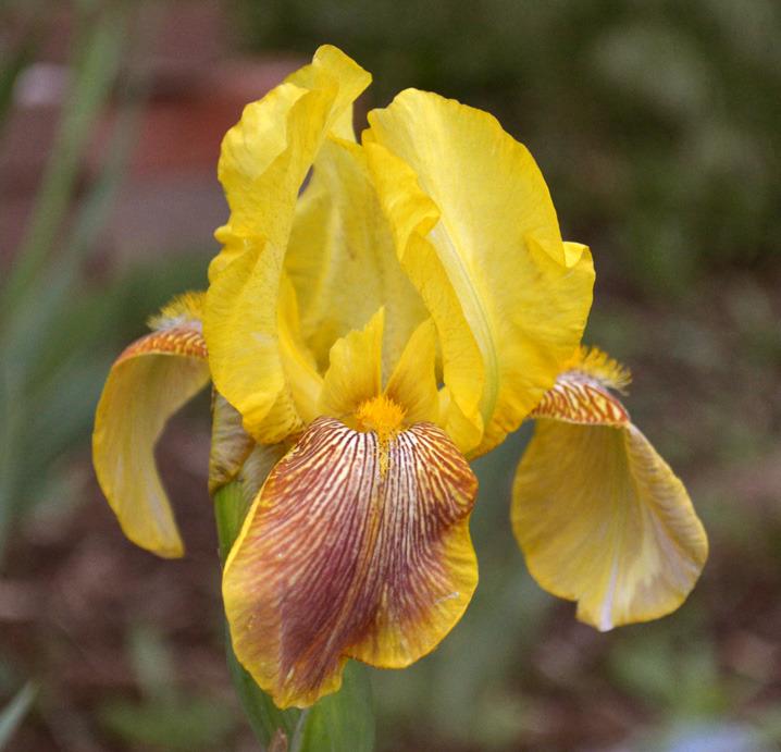 Photo of Intermediate Bearded Iris (Iris 'Rialgar') uploaded by brettbarney73