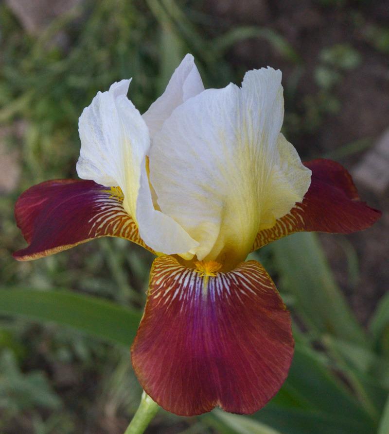 Photo of Tall Bearded Iris (Iris 'Finest Hour') uploaded by brettbarney73