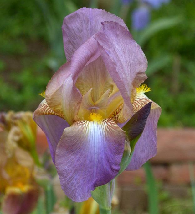 Photo of Tall Bearded Iris (Iris 'Opaline') uploaded by brettbarney73