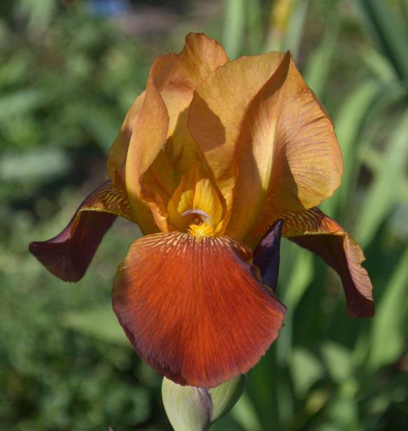 Photo of Tall Bearded Iris (Iris 'Radiant') uploaded by brettbarney73