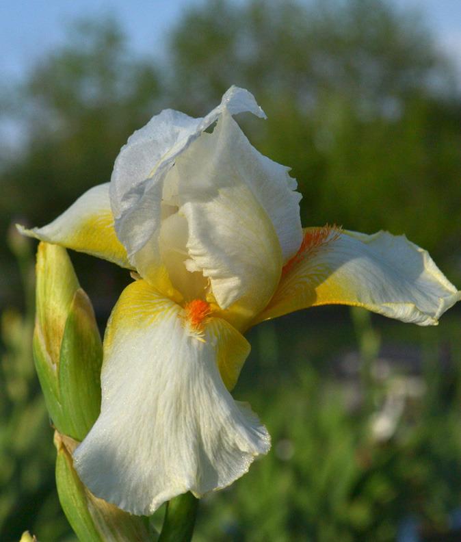 Photo of Tall Bearded Iris (Iris 'Gay Pal') uploaded by brettbarney73