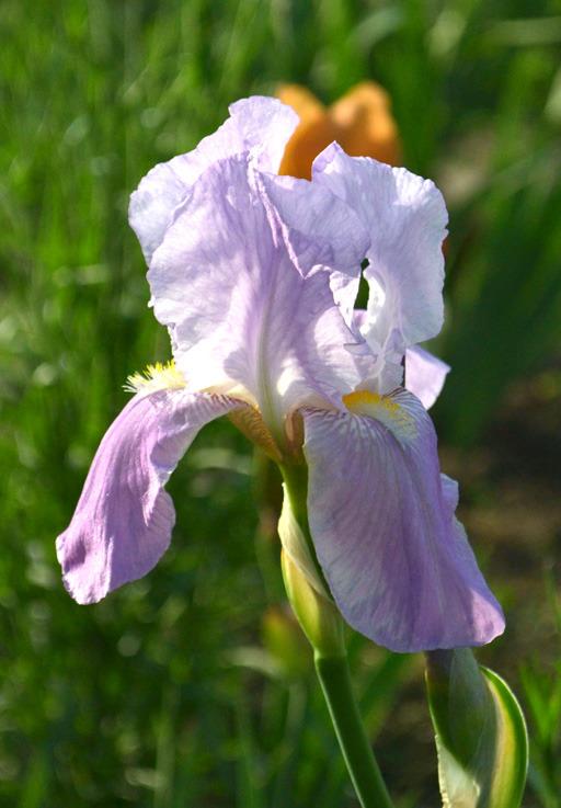 Photo of Tall Bearded Iris (Iris 'Charmeur') uploaded by brettbarney73