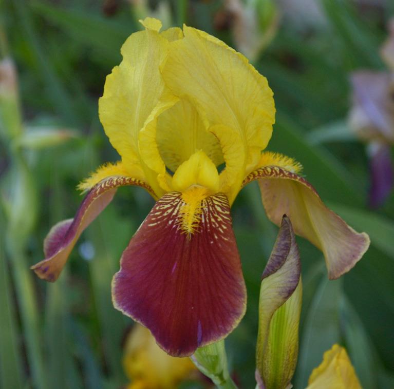 Photo of Tall Bearded Iris (Iris 'Madison Cooper') uploaded by brettbarney73