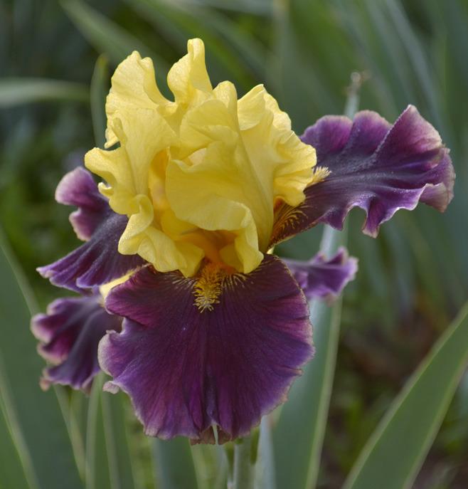 Photo of Tall Bearded Iris (Iris 'On the Town') uploaded by brettbarney73