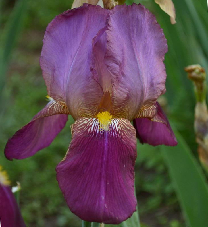 Photo of Tall Bearded Iris (Iris 'Ministre Fernand David') uploaded by brettbarney73