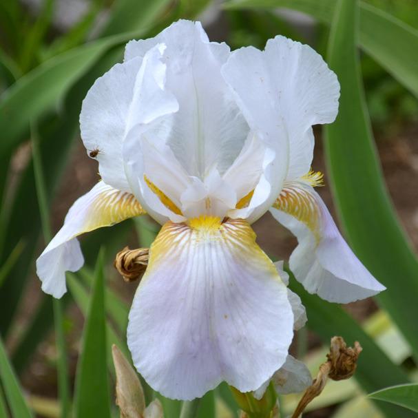 Photo of Tall Bearded Iris (Iris 'Mist Glow') uploaded by brettbarney73
