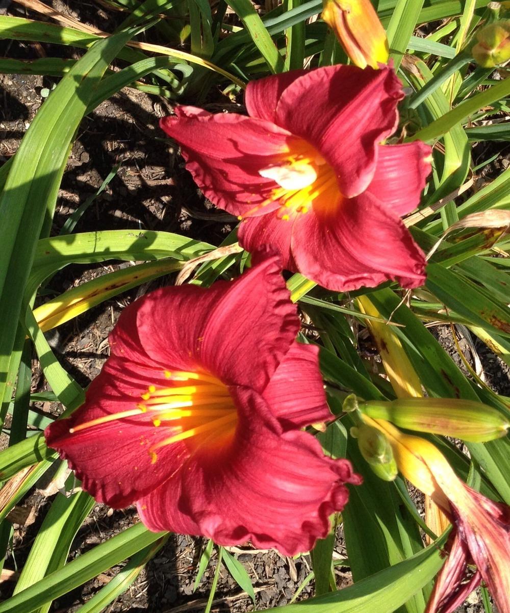 Photo of Daylily (Hemerocallis 'Red Fountain') uploaded by bxncbx
