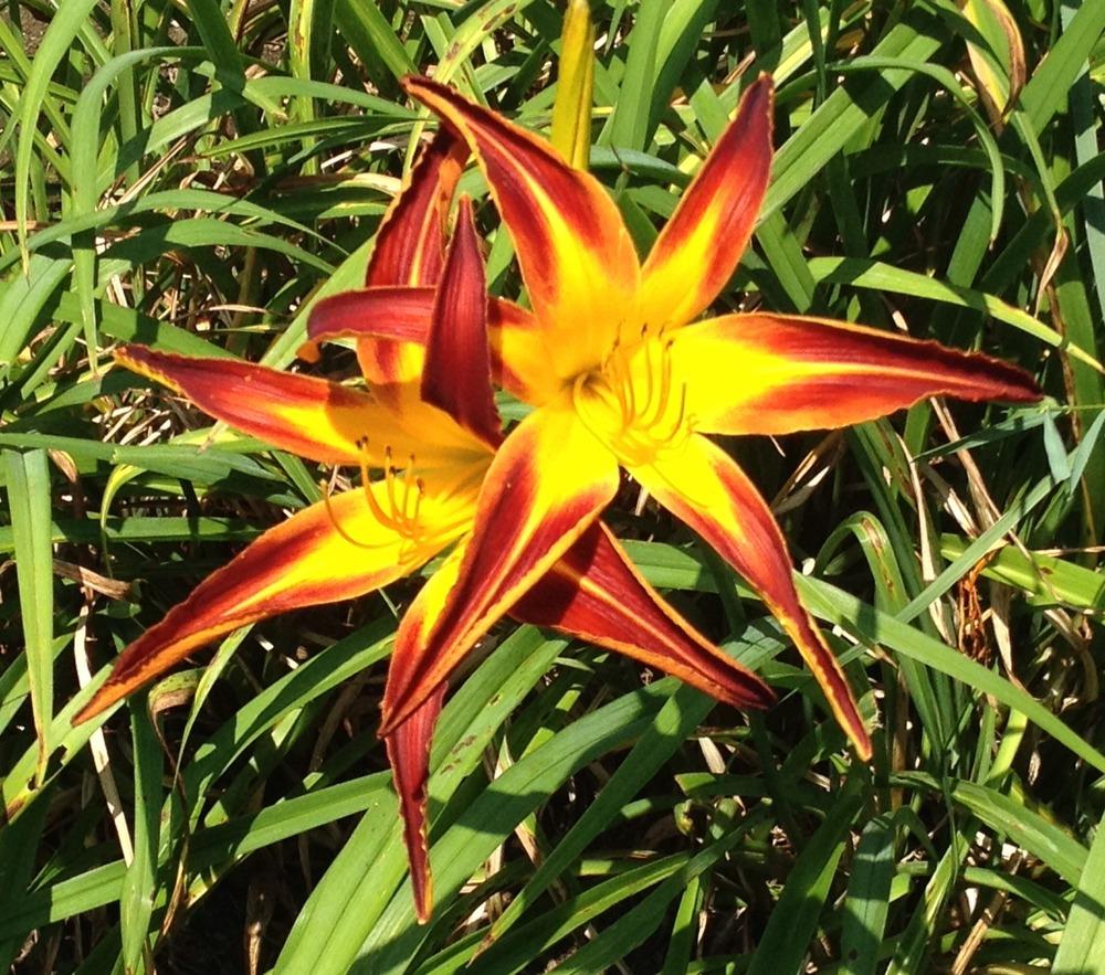 Photo of Daylily (Hemerocallis 'Marse Connell') uploaded by bxncbx