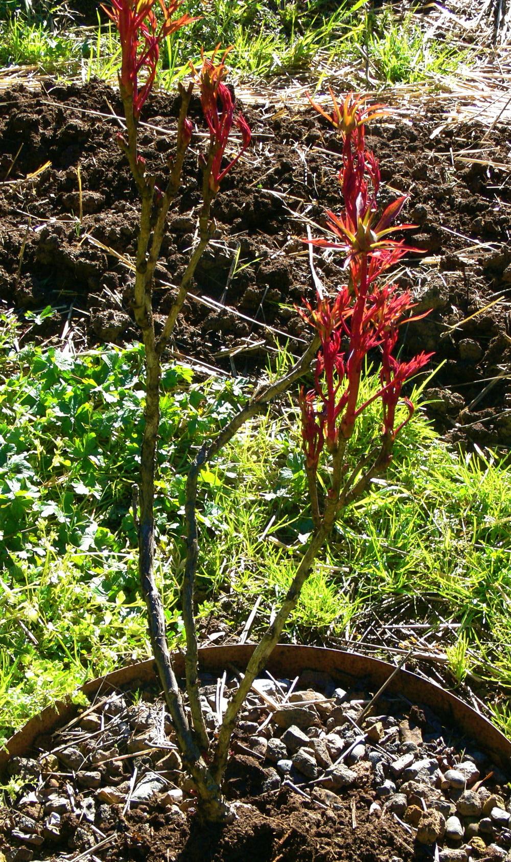 Photo of Tree Peony (Paeonia x suffruticosa) uploaded by janwax