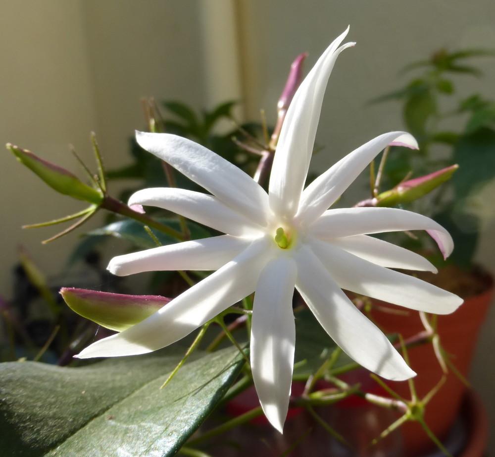 Photo of Star Jasmine (Jasminum laurifolium var. laurifolium) uploaded by vitrsna