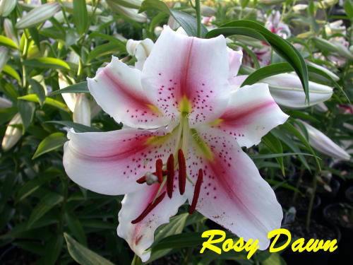 Photo of Lily (Lilium 'Rosey Dawn') uploaded by Calif_Sue