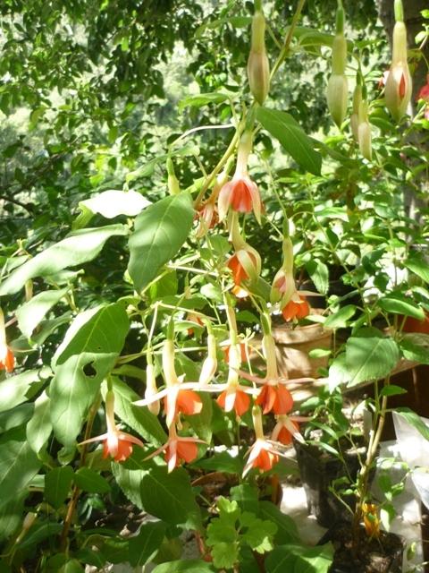 Photo of Fuchsia 'Tangerine' uploaded by Cvenol