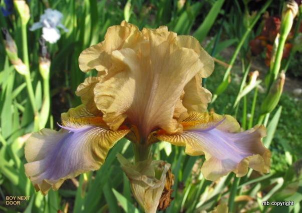 Photo of Tall Bearded Iris (Iris 'Boy Next Door') uploaded by MargieNY
