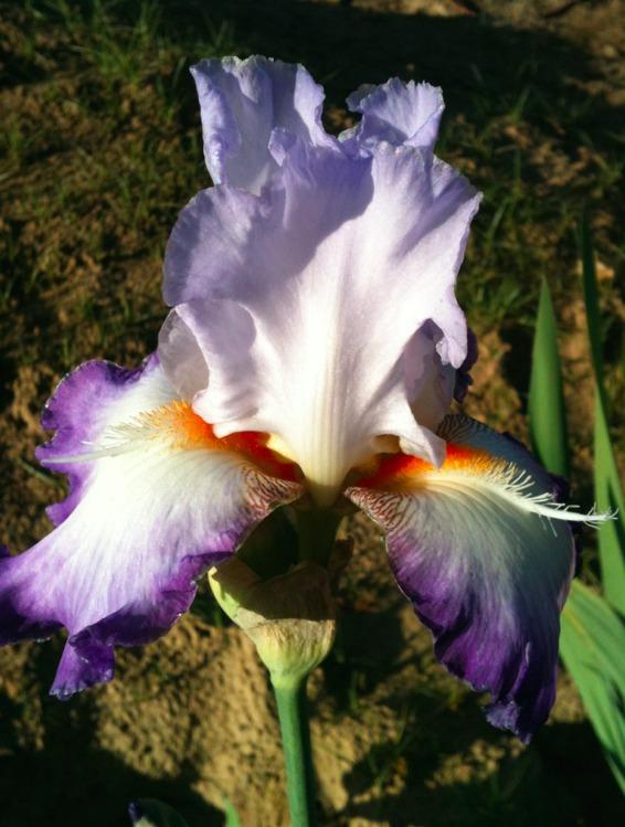 Photo of Tall Bearded Iris (Iris 'Conjuration') uploaded by Moiris