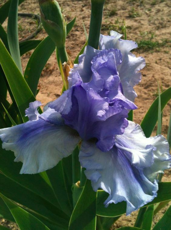 Photo of Tall Bearded Iris (Iris 'Bye Bye Blues') uploaded by Moiris