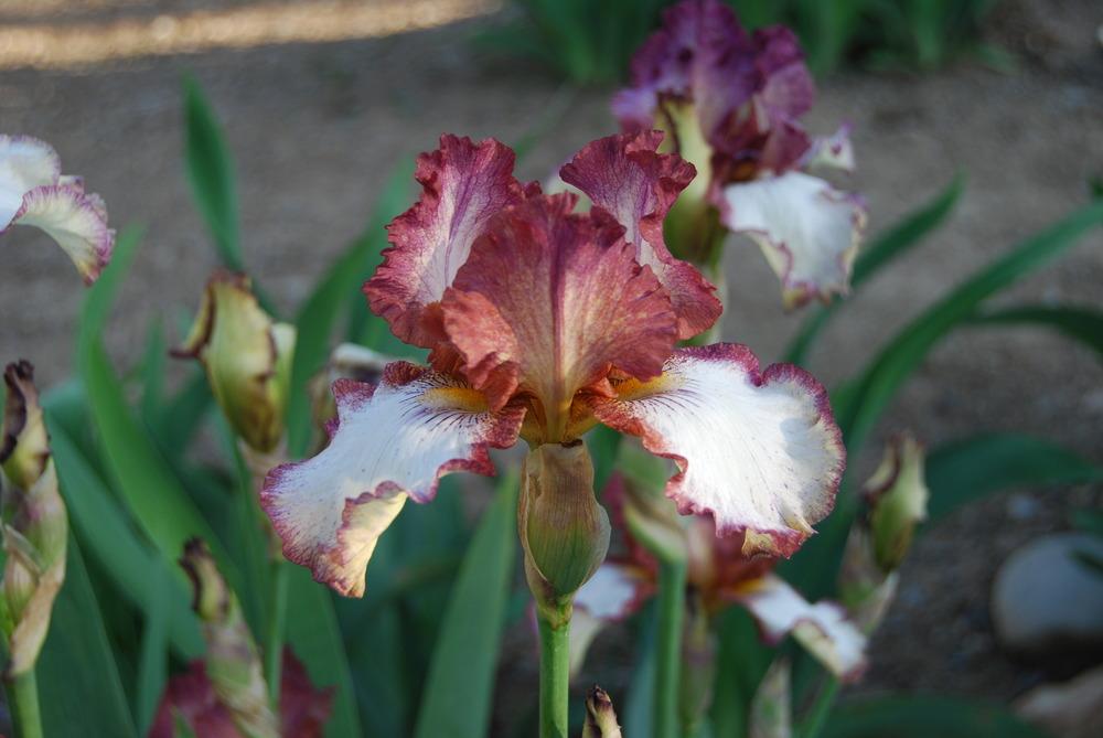 Photo of Tall Bearded Iris (Iris 'Needlepoint') uploaded by Phillipb2