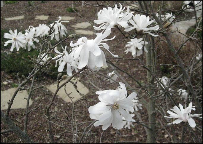 Photo of Star Magnolia (Magnolia stellata 'Royal Star') uploaded by Polymerous