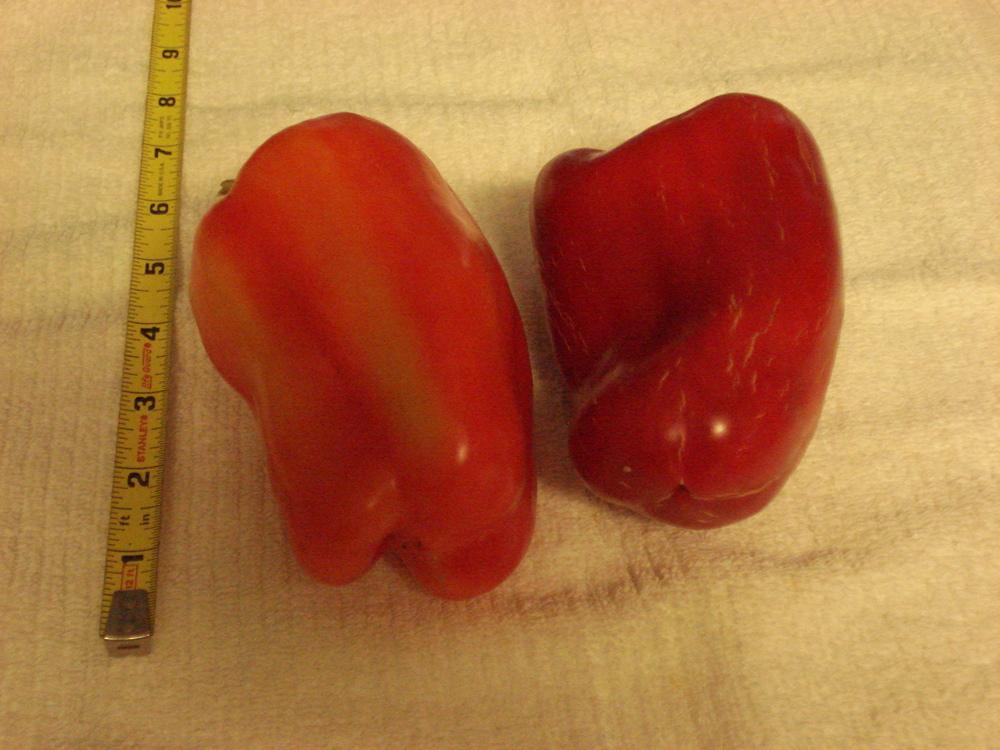 Photo of Bell Pepper (Capsicum annuum 'Flamingo') uploaded by Weedwhacker
