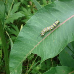 Location: My garden in Bark River, MI
Date: 2010-06-26
Monarch caterpillar on milkweed leaf