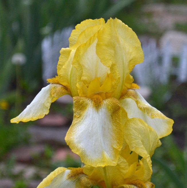 Photo of Tall Bearded Iris (Iris 'Tiffanja') uploaded by brettbarney73