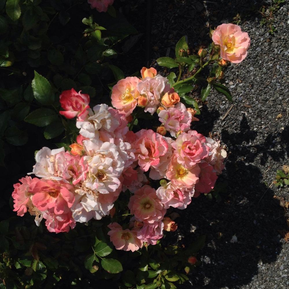 Photo of Rose (Rosa 'Peach Drift') uploaded by bxncbx