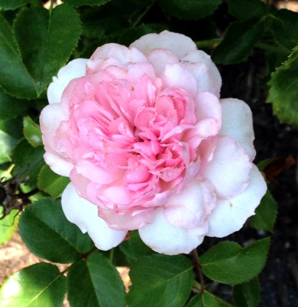 Photo of Rose (Rosa 'Roseraie du Chatelet') uploaded by bxncbx