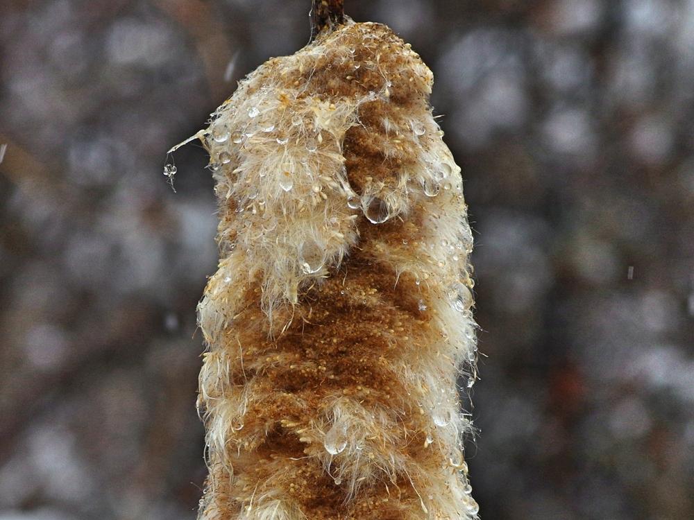Photo of Cattail (Typha latifolia) uploaded by dirtdorphins