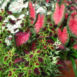 
Date: 2014-07-03
Classic Caladiums Patented Caladium- available online only at cla