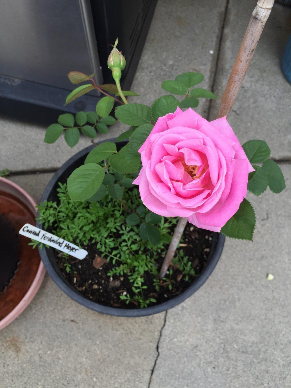 Photo of Rose (Rosa 'Conrad Ferdinand Meyer') uploaded by mattmackay22