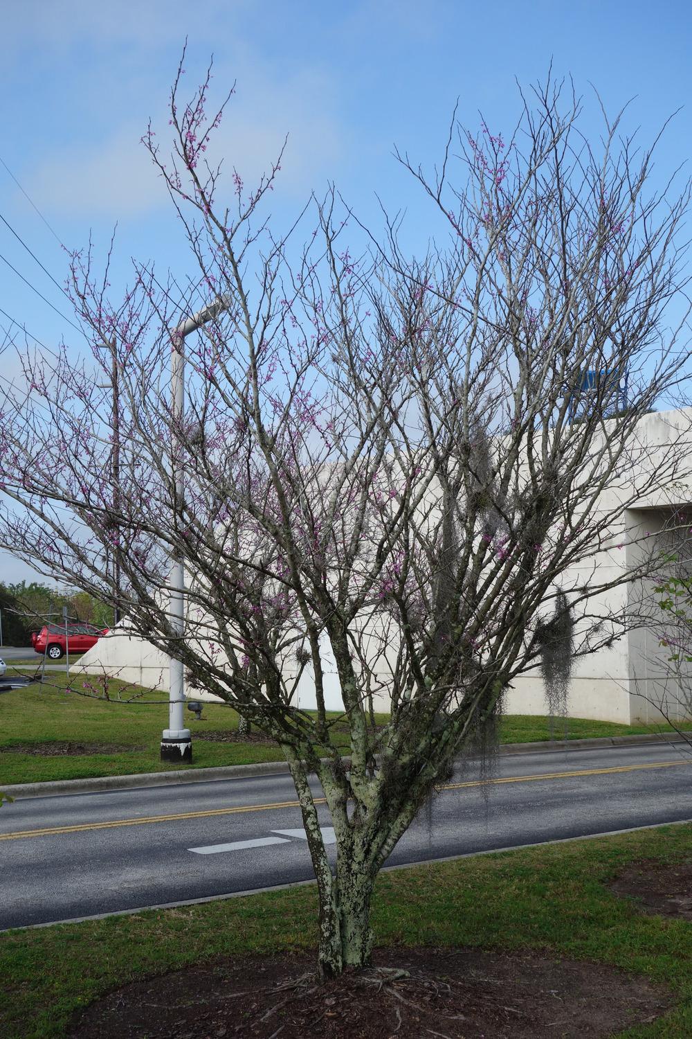 Photo of Eastern Redbud (Cercis canadensis) uploaded by mellielong