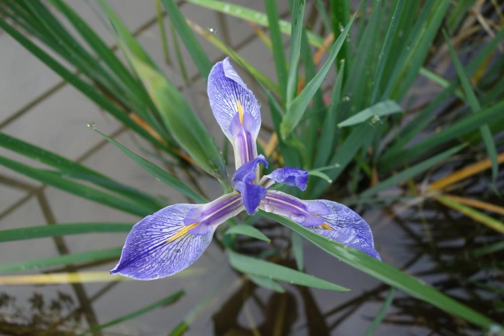 Photo of Species Iris (Iris virginica) uploaded by mellielong